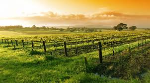 Napa vineyard grape field